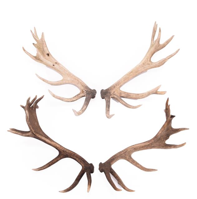 Lot 50 - Antlers/Horns: Two Pairs of Cast European Red Deer Antlers (Cervus elaphus hippelaphus), circa late