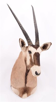 Lot 52 - Taxidermy: Gemsbok Oryx (Gazella gazella), dated 2002, Osonjiva, Namibia, high quality adult...