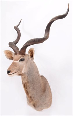 Lot 53 - Taxidermy: Cape Greater Kudu (Strepsiceros strepsiceros), dated 2002, Osonjiva, Namibia, South West