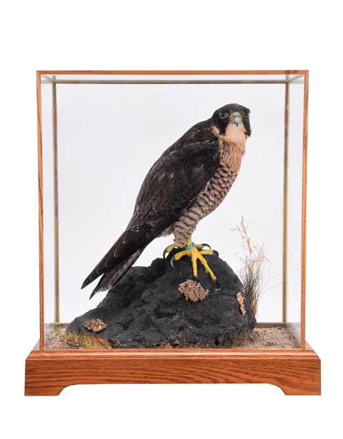 Lot 54 - Taxidermy: A Cased Peregrine Falcon (Falco peregrinus), captive bred, circa 2015, by Dave Spatcher