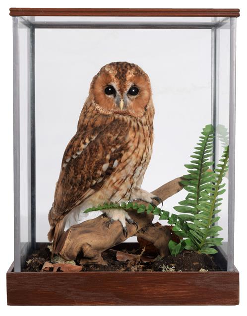 Lot 56 - Taxidermy: A Cased Tawny Owl (Strix aluco), circa 2011, by Dave Hornbrook, Taxidermy,...
