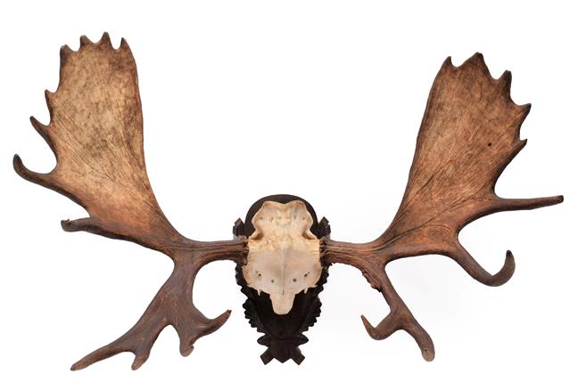 Lot 58 - Antlers/Horns: A Large Set of European Moose Antlers (Alces alces), circa late 20th century, a...