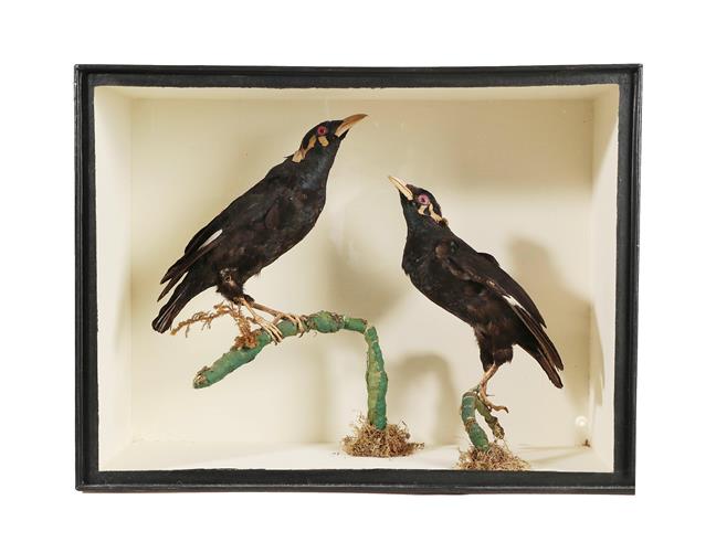 Lot 59 - Taxidermy: A Cased Pair of Common Hill Myna Birds (Gracula religiosa), circa 1880-1900, in the...