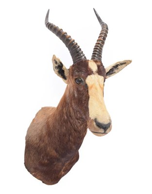 Lot 60 - Taxidermy: Blesbok (Damaliscus pygargus phillipsi), dated 03rd March 1991, by Nico van Rooyen...