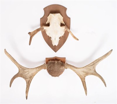 Lot 61 - Antlers/Horns: European Moose Antlers (Alces alces), circa late 20th century, a set of young...