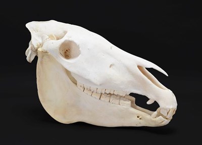 Lot 62 - Skulls/Anatomy: Burchell's Zebra Skull (Equus quagga), modern, complete bleached skull, 56cm by...