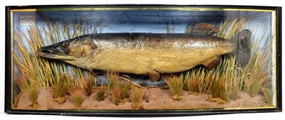 Lot 65 - Taxidermy: A Cased Northern Pike (Esox lucius), dated 23rd 06th 1963, by M.J. Ball, Taxidermy,...
