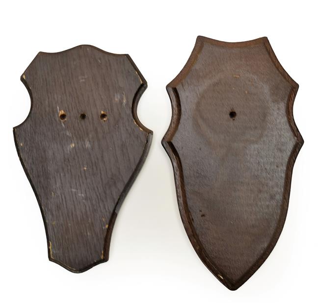Lot 66 - Taxidermy: Shields, thirty three similar dark oak shields, various sizes - average 11cm by...