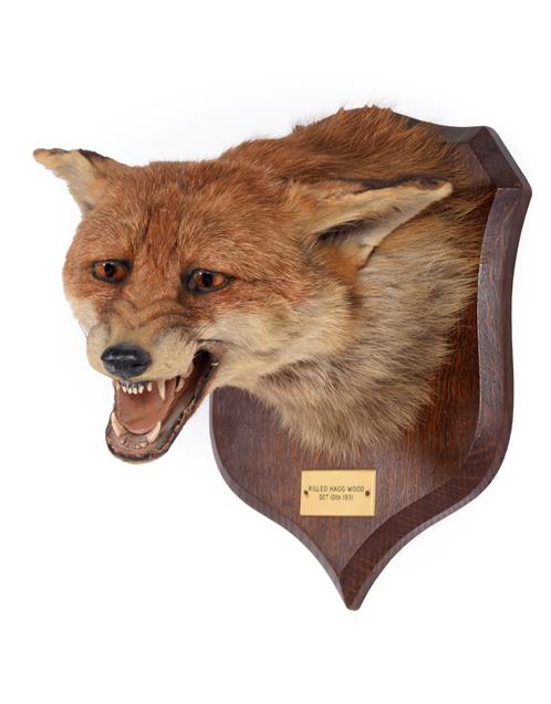 Lot 67 - Taxidermy: Red Fox Mask (Vulpes vulpes), dated 10th October,1931, by Peter Spicer & Sons,...