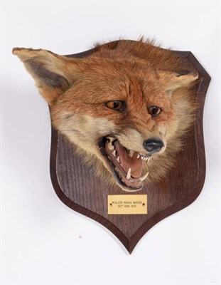 Lot 67 - Taxidermy: Red Fox Mask (Vulpes vulpes), dated 10th October,1931, by Peter Spicer & Sons,...