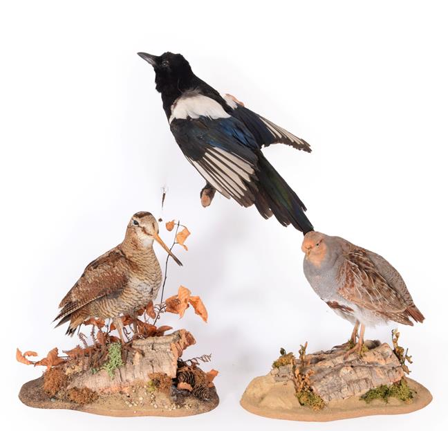 Lot 69 - Taxidermy:  A Collection of Countryside Birds, modern, a full mount adult Woodcock standing...