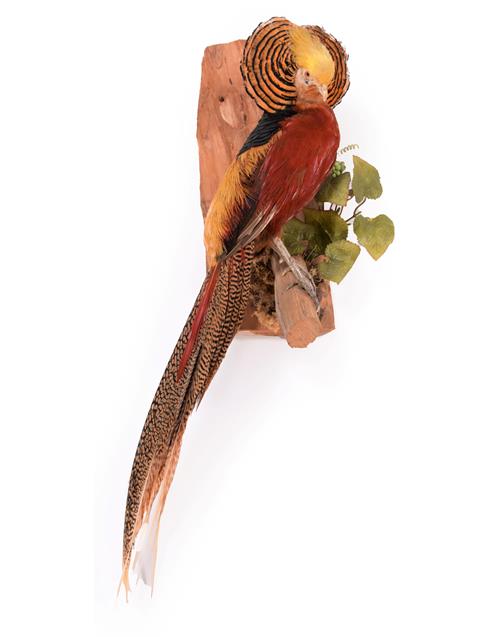 Lot 70 - Taxidermy: A Golden Pheasant (Chrysolophus pictus), modern, a full mount adult cock bird with crest