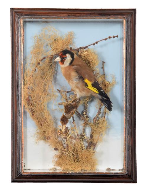 Lot 71 - Taxidermy: A Wall Cased European Gold Finch (Carduelis carduelis), circa late 20th century, by H.R.