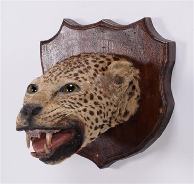 Lot 72 - Taxidermy: Indian Leopard Head Mount (Panthera pardus fusca), circa 1900-1920, adult head mount...