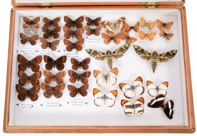 Lot 76 - Entomology: A Collection of World Butterflies & Moths, circa 1970-1980, a varied collection of...