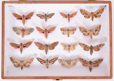 Lot 76 - Entomology: A Collection of World Butterflies & Moths, circa 1970-1980, a varied collection of...