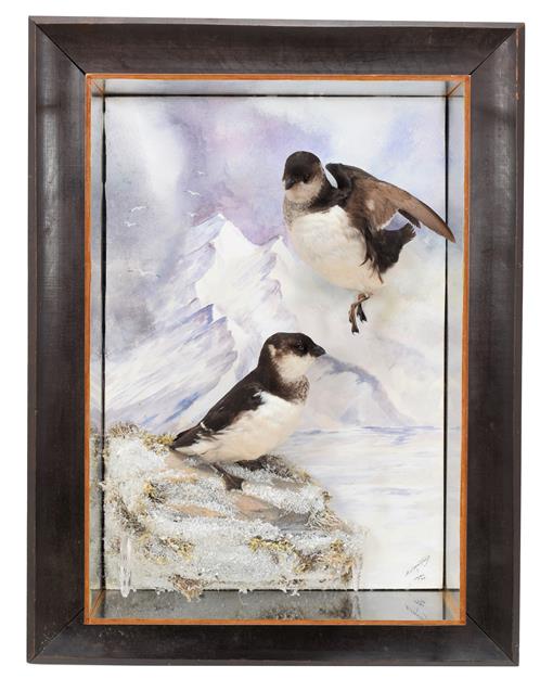Lot 77 - Taxidermy: A Wall Cased Pair of Little Auks (Alle alle), modern, by A.J. Armitstead,...