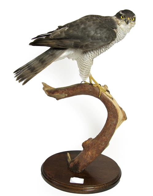 Lot 78 - Taxidermy: Eurasian Sparrowhawk (Accipiter nisus), circa 1998, by Brian Lancaster, Taxidermy,...