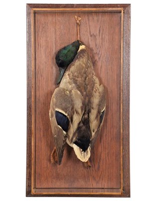 Lot 79 - Taxidermy: A Wall Cased Mallard Duck (Anas platyrhynchos), circa mid-late 20th century, a full...