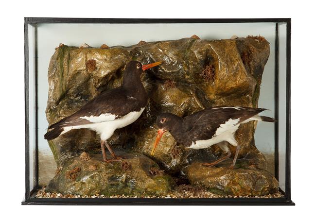 Lot 81 - Taxidermy: A Late Victorian Cased Pair of Eurasian Oystercatchers (Haematopus ostralegus), in...