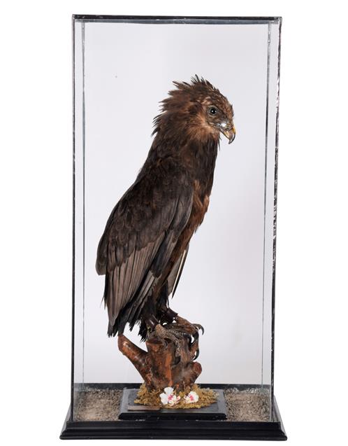 Lot 83 - Taxidermy: A Large Cased Bateleur Eagle (Terathopius ecaudatus), circa 2004, by Peter...