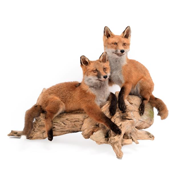 Lot 84 - Taxidermy: A Pair of Red Fox Cubs (Vulpes vulpes), modern, by Brian Lancaster, Taxidermy,...