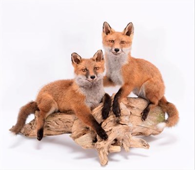 Lot 84 - Taxidermy: A Pair of Red Fox Cubs (Vulpes vulpes), modern, by Brian Lancaster, Taxidermy,...