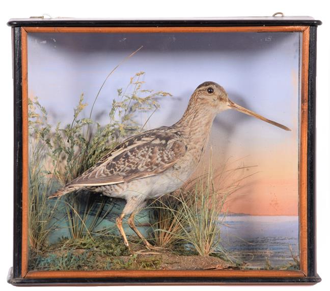 Lot 85 - Taxidermy: A Cased Common Snipe (Gallinago gallinago), dated 26th December 1899, by Small & Son, 38