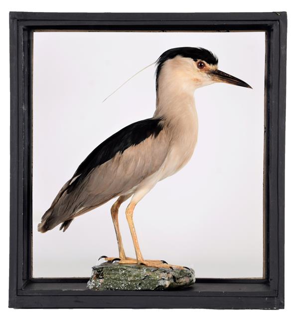 Lot 86 - Taxidermy: A Cased Black-Crowned Night Heron (Nycticorax nycticorax), circa late 20th century,...
