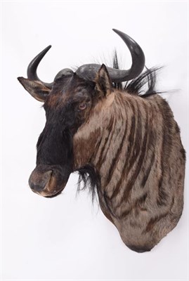 Lot 89 - Taxidermy: Blue Wildebeest (Connochaetes taurinus), modern, South Africa, high quality adult...