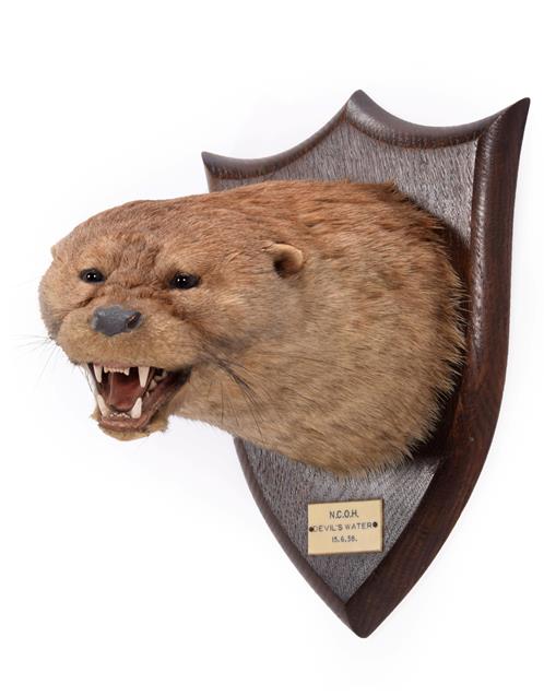 Lot 90 - Taxidermy: A Eurasian Otter Mask (Lutra lutra), dated 15th 06th 1938, by Peter Spicer & Sons,...
