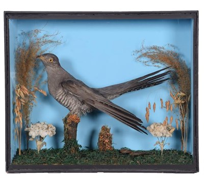 Lot 91 - Taxidermy: A Cased Common Cuckoo (Cuculus canorus), circa mid-20th century, a full mount adult...
