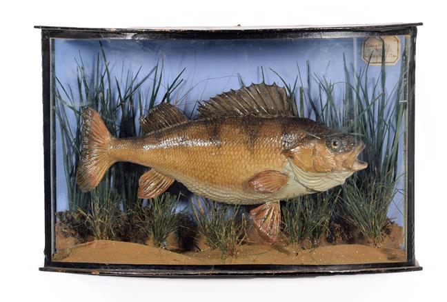 Lot 92 - Taxidermy: A Cased Perch (Perca fluviatilis), dated 1905, a skin mount preserved and mounted in...
