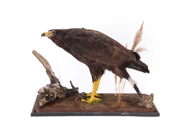 Lot 93 - Taxidermy: Harris Hawk (Parabuteo unicinctus), circa late 20th century, a full mount adult...
