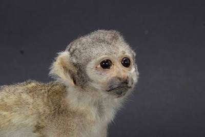 Lot 94 - Taxidermy: A Common Squirrel Monkey (Saimiri sciureus ), circa 1960, a full mount adult in...