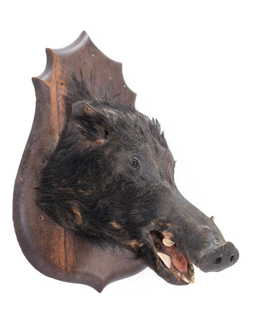 Lot 96 - Taxidermy: A Late Victorian French European Wild Boar (Sus scrofa), an adult head mount looking...