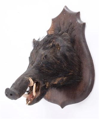 Lot 96 - Taxidermy: A Late Victorian French European Wild Boar (Sus scrofa), an adult head mount looking...