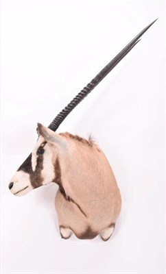 Lot 97 - Taxidermy: Gemsbok Oryx (Oryx gazella gazella), modern, South Africa, high quality adult male...