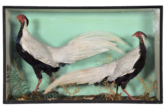 Lot 98 - Taxidermy: A Late Victorian Cased Pair of Silver Pheasants (Lophura nycthemera), circa 1880-1900, a