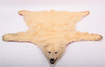 Lot 101 - Taxidermy: Polar Bear Skin (Ursus maritimus), circa 1970, Canada, a young adult skin rug with...