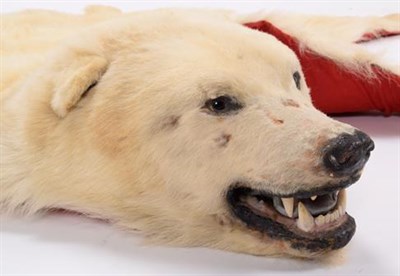 Lot 101 - Taxidermy: Polar Bear Skin (Ursus maritimus), circa 1970, Canada, a young adult skin rug with...