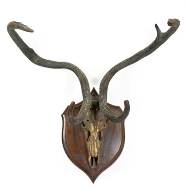 Lot 102 - Antlers/Horns: Eld's Deer Antlers (Rucervus eldii), circa 1891-1921, India, by Rowland Ward,...