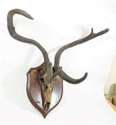 Lot 102 - Antlers/Horns: Eld's Deer Antlers (Rucervus eldii), circa 1891-1921, India, by Rowland Ward,...
