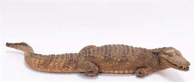 Lot 103 - Taxidermy: Nile Crocodile (Crocodylus niloticus), circa early 20th century, a young adult full...