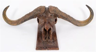 Lot 105 - Antlers/Horns: Southern Cape Buffalo (Syncerus caffer), circa 1960, Kigezi District, Uganda,...