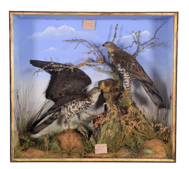 Lot 107 - Taxidermy: A Late Victorian Cased Pair of Honey Buzzards (Pernis apivorus), circa 1880-1900, by...