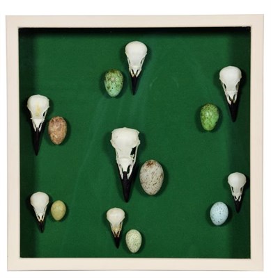 Lot 109 - Skulls/Anatomy: A Framed Display of Corvid Skulls, modern, a collection of seven various corvid...