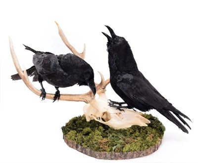 Lot 110 - Taxidermy: Pair of Common Ravens (Corvus corax), modern, a large pair of full mount adults, one...