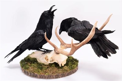 Lot 110 - Taxidermy: Pair of Common Ravens (Corvus corax), modern, a large pair of full mount adults, one...