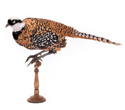 Lot 111 - Taxidermy: Reeves Pheasant (Syrmaticus reevesii), circa late 20th century, full mount cock bird...